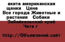 акита американская.щенки › Цена ­ 75 000 - Все города Животные и растения » Собаки   . Забайкальский край,Чита г.